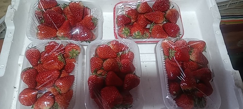 自家草莓。欢迎老板考察。