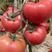 西红柿苗：大红西红柿