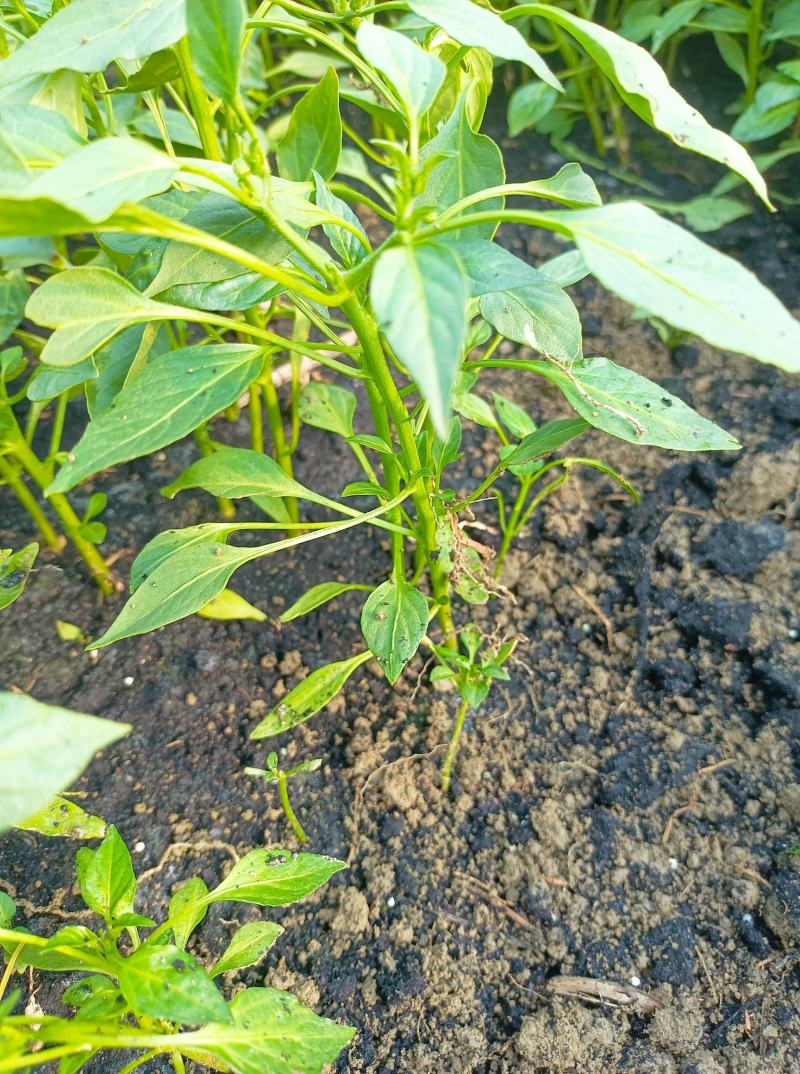 大量批发零售辣椒苗
