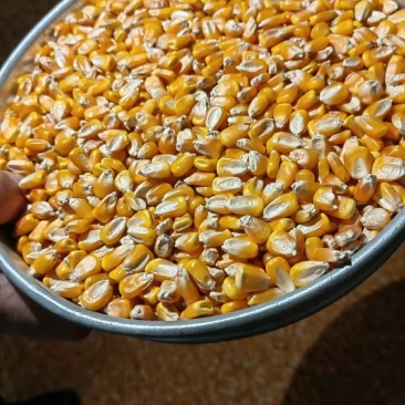 精品品牌干玉米，玉米粒颗粒饱满，对接各大市场加工