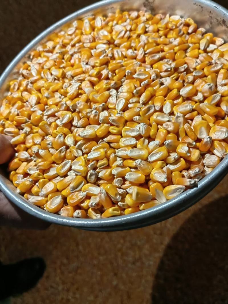 精品品牌干玉米，玉米粒颗粒饱满，对接各大市场加工