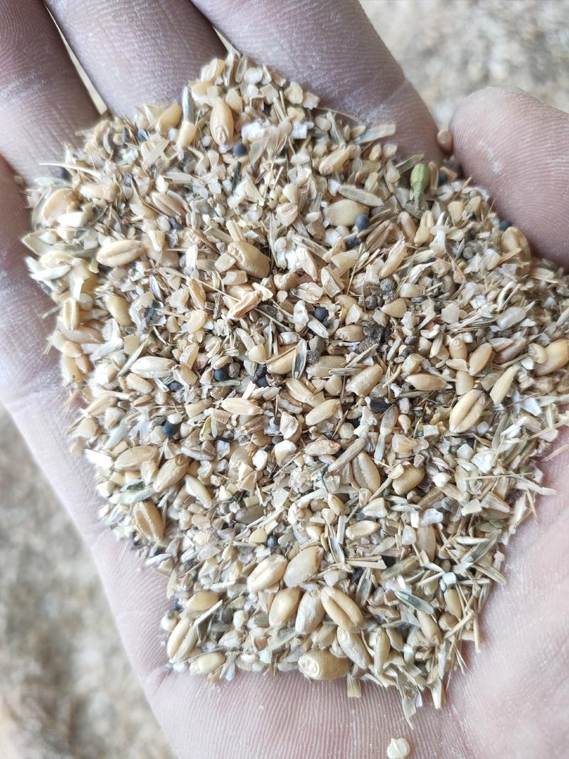 碎小麦养殖使用节约养殖成本喜欢的联系