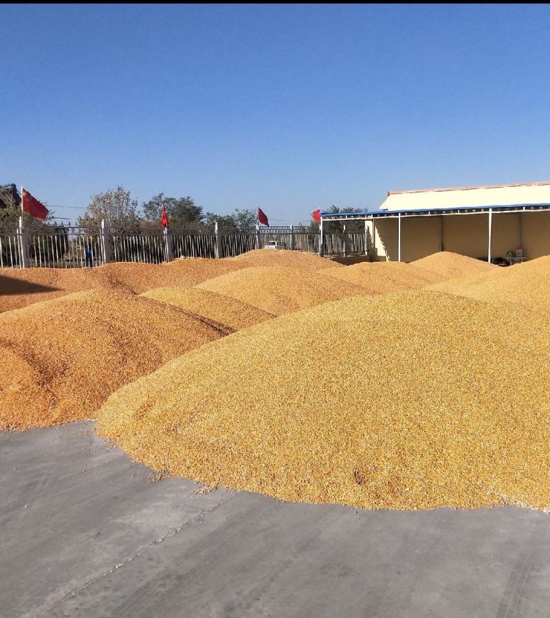 玉米碎碎玉米除杂玉米碎净粮玉米碎
