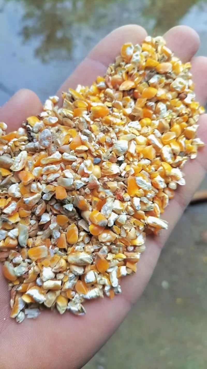 次玉米玉米下脚料饲料玉米碎各类家禽饲料玉米碎
