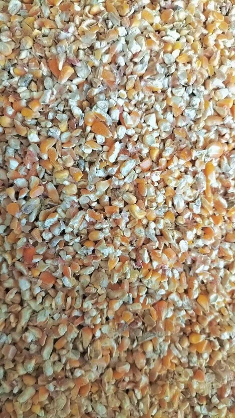 次玉米玉米下脚料饲料玉米碎各类家禽饲料玉米碎