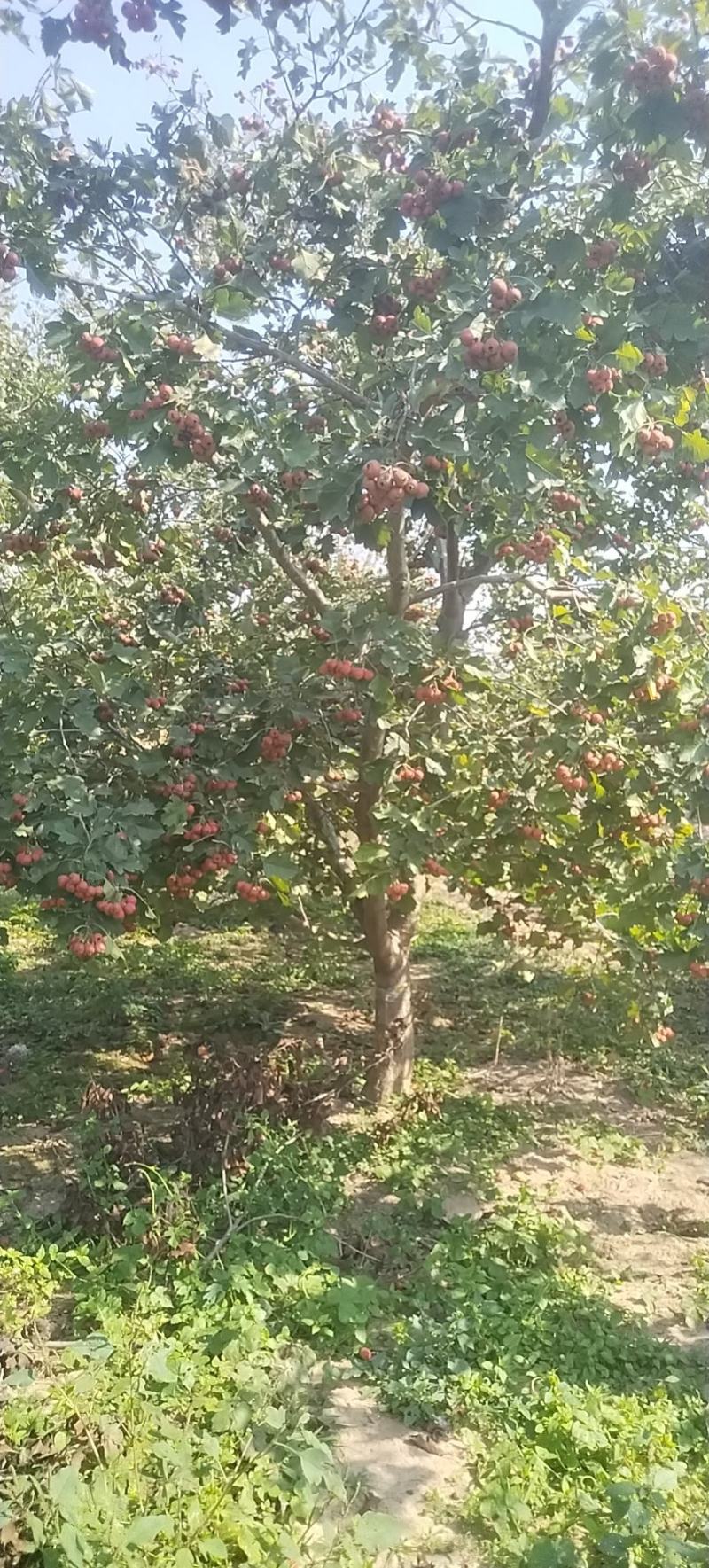 山楂树