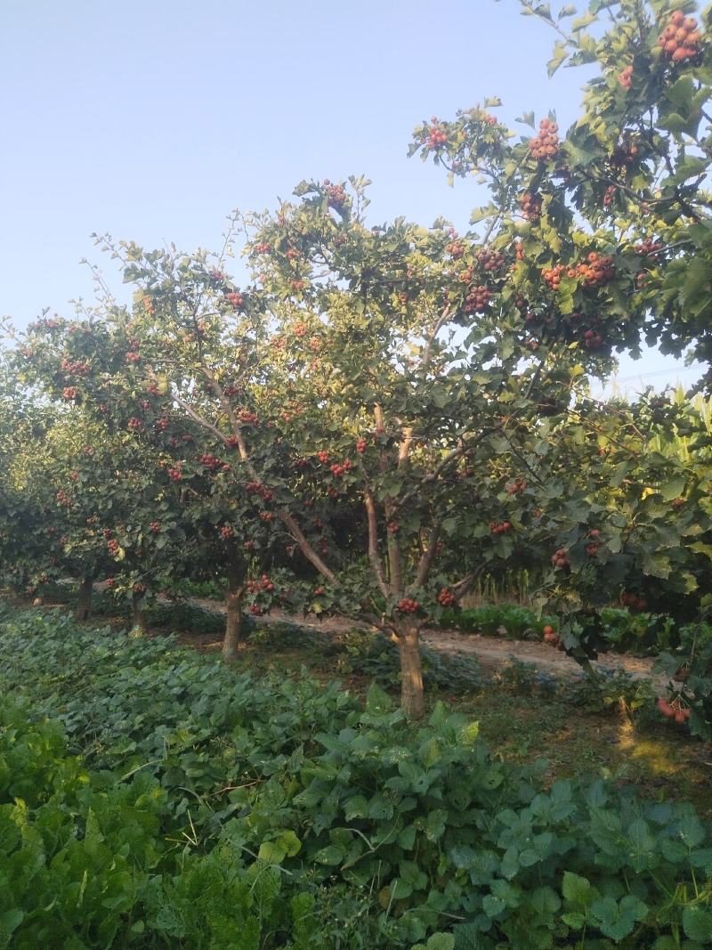 山楂树