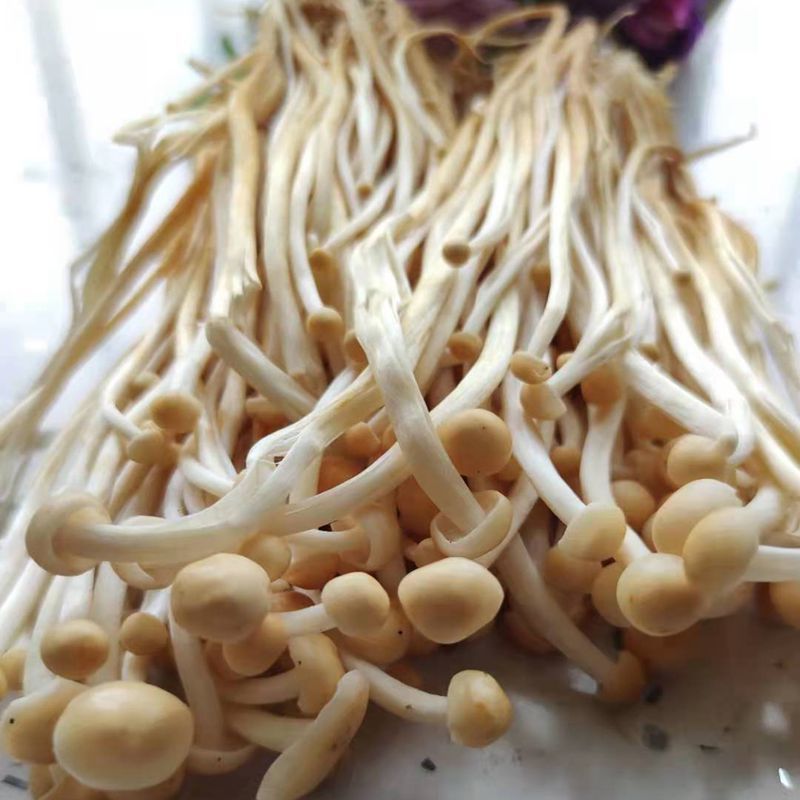 黄金针菇炒菜火锅食材易消化口感好