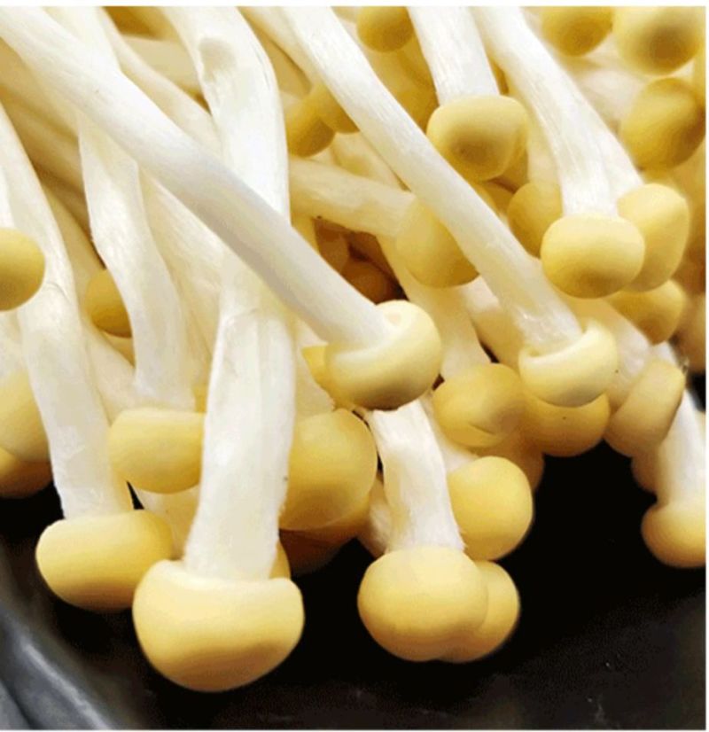 黄金针菇炒菜火锅食材易消化口感好