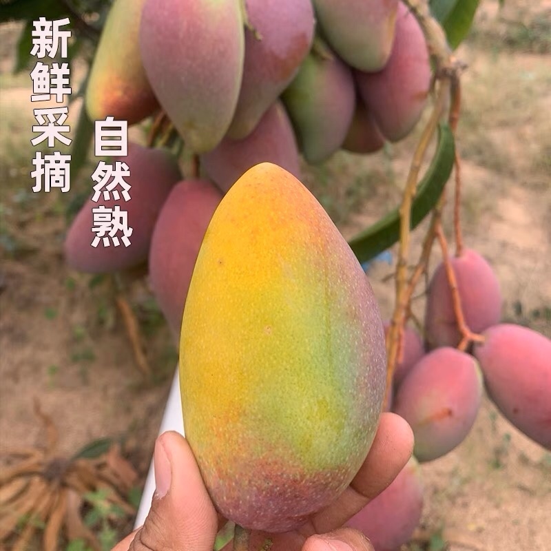 贵妃芒