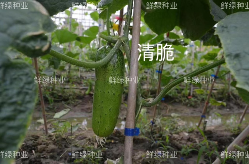 绿领淳脆早熟水果黄瓜种子皮薄肉厚清香甜脆