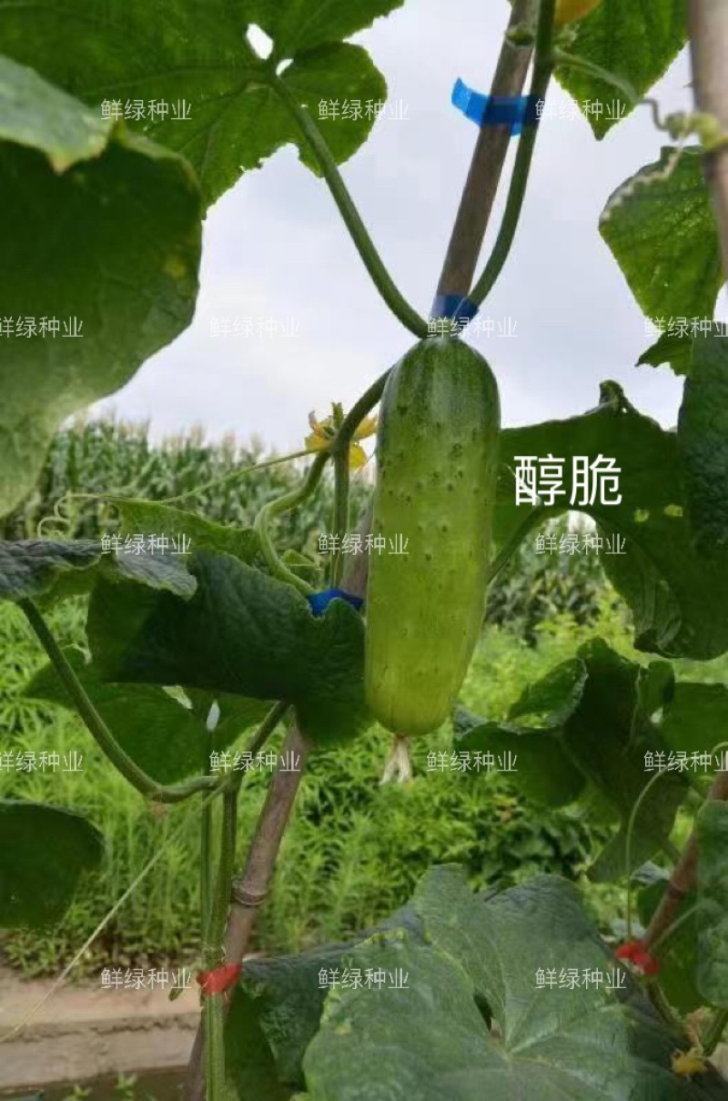 绿领清脆早熟短棒型水果黄瓜种子皮薄脆甜爽口