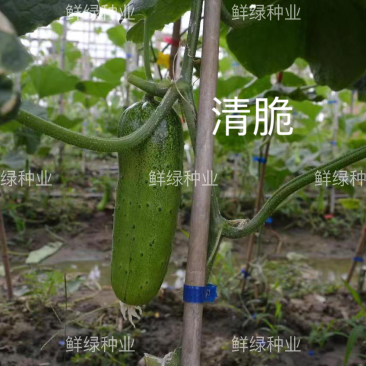 绿领清脆早熟短棒型水果黄瓜种子皮薄脆甜爽口