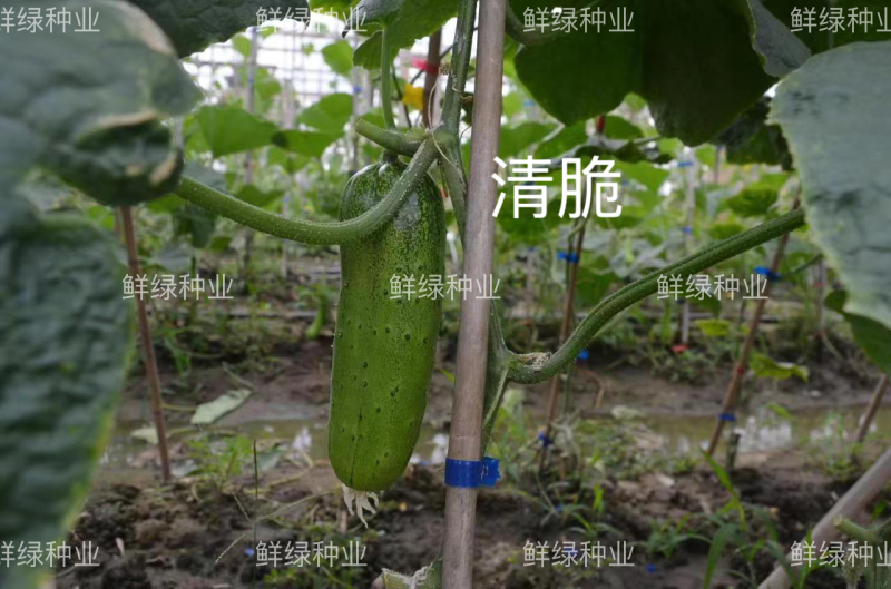 绿领清脆早熟短棒型水果黄瓜种子皮薄脆甜爽口