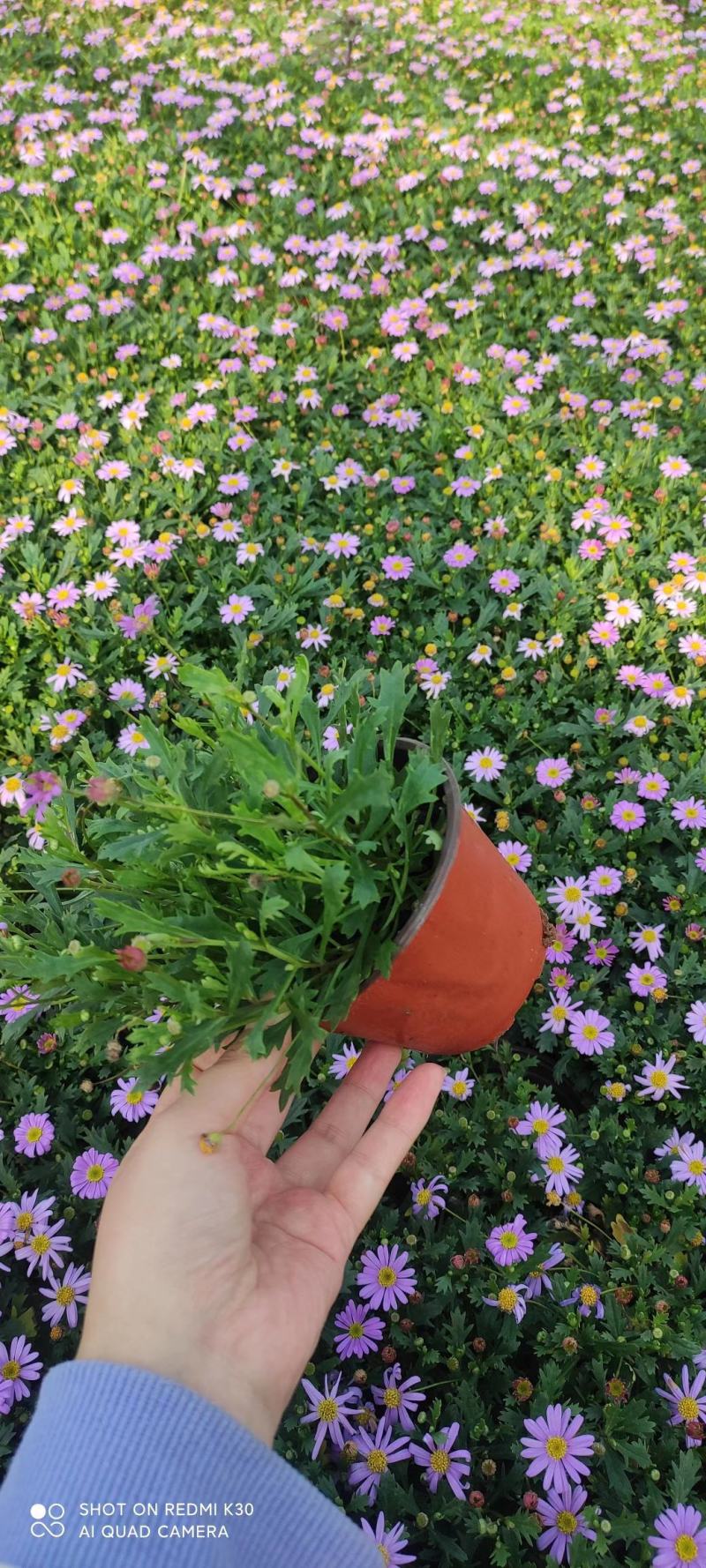 姬小菊基地直发质量保证，视频发货
