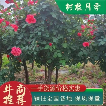 树桩月季大花月季花粉扇绯扇1-15公分规格齐全
