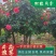 树桩月季大花月季花粉扇绯扇1-15公分规格齐全