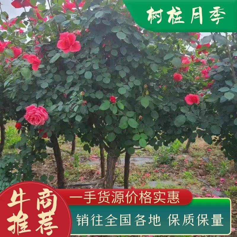 树桩月季大花月季花粉扇绯扇1-15公分规格齐全