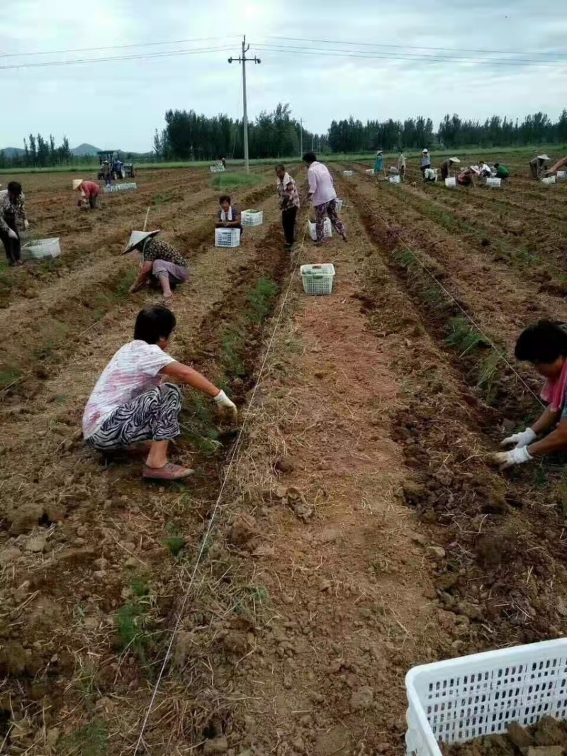 原产地穴盘杂交一代芦笋苗批发，量大优惠，免费技术指导