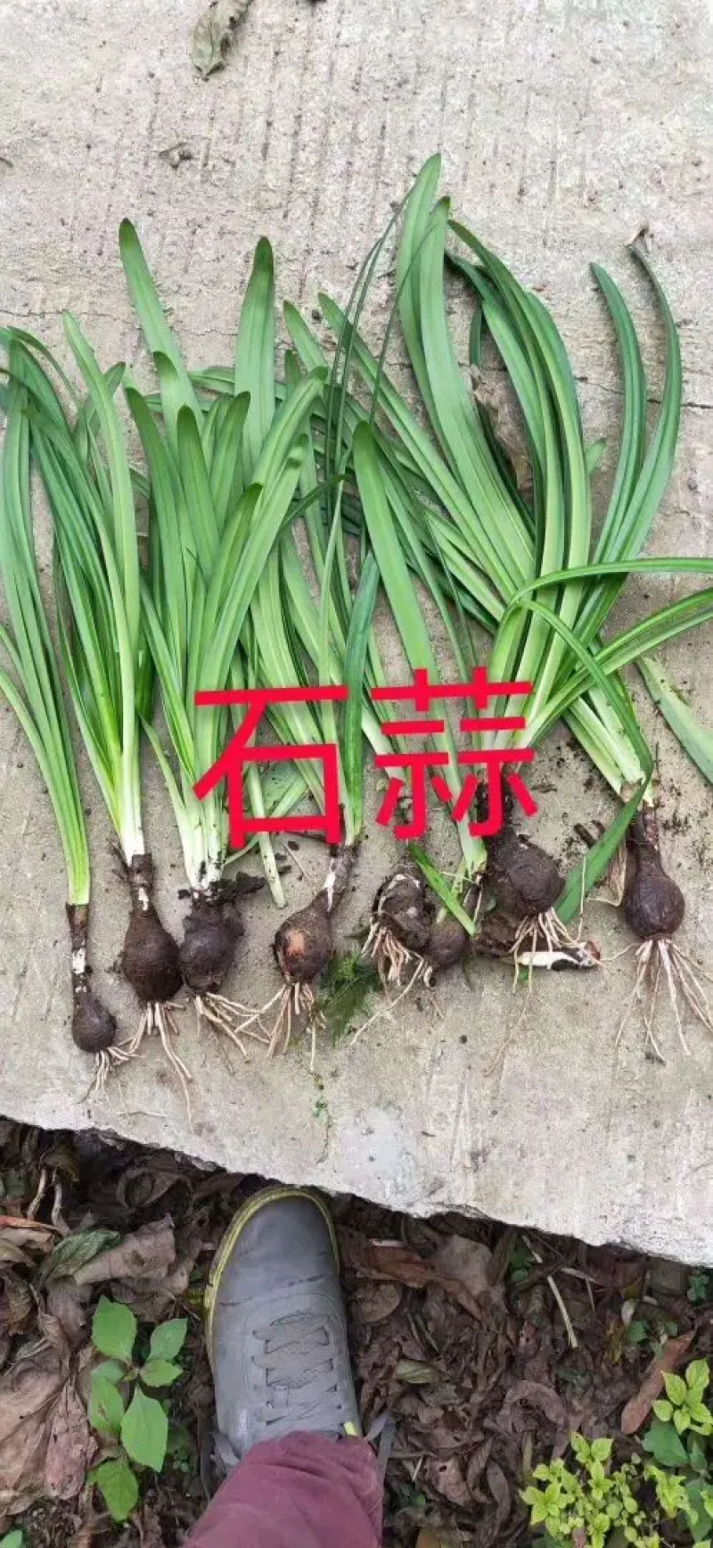 精品石蒜红花草彼岸花种球一手货源保证质量视频看货等您来电