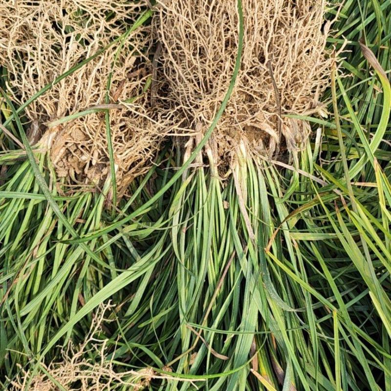 无土中叶麦冬草大量上市湖北襄阳麦冬草基地常年供应保证质量