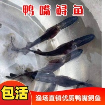 鸭嘴鱼苗鸭嘴鲟匙吻鲟鱼苗批发适应力强易养殖
