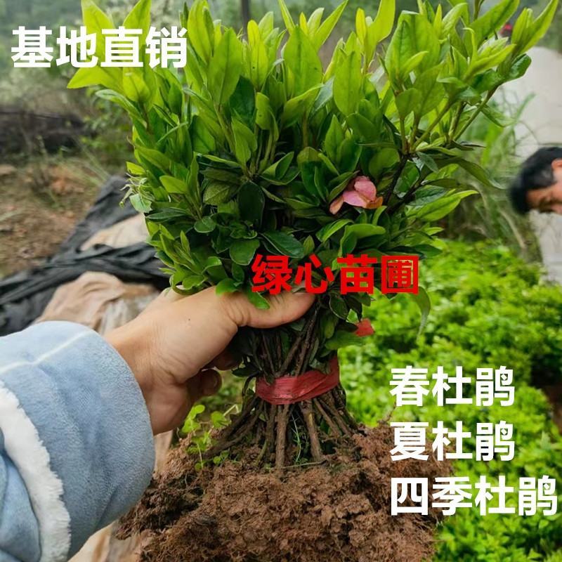 杜鹃小苗-常绿开花，庭院绿化-花朵艳丽-喜半阴