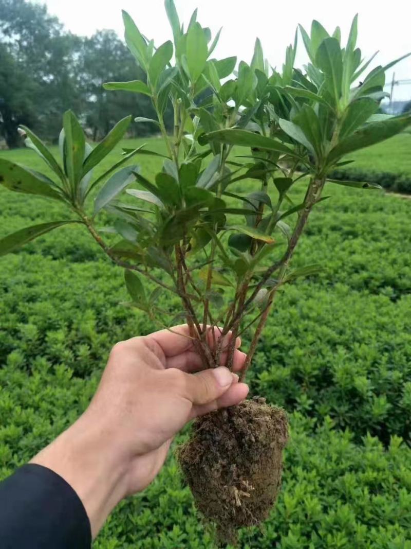 杜鹃小苗-常绿开花，庭院绿化-花朵艳丽-喜半阴