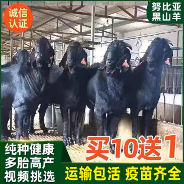 努比亚黑山羊幼崽大体型自由挑选怀孕母羊好饲养提供养殖技术