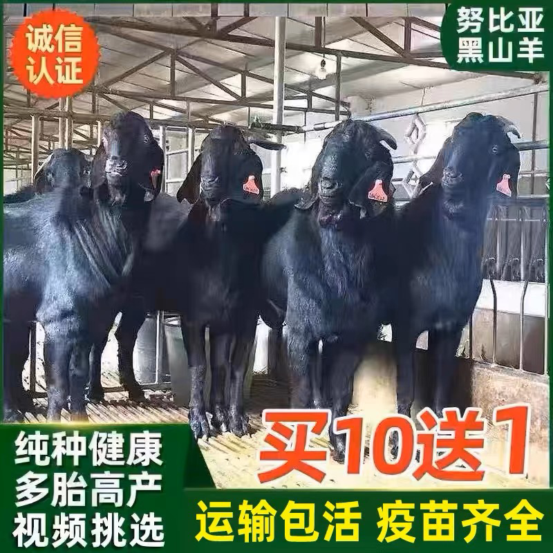 努比亚黑山羊幼崽大体型自由挑选怀孕母羊好饲养提供养殖技术