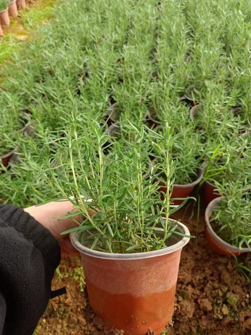 迷迭香绿化专用电商专用靠谱基地基地直发质量保证