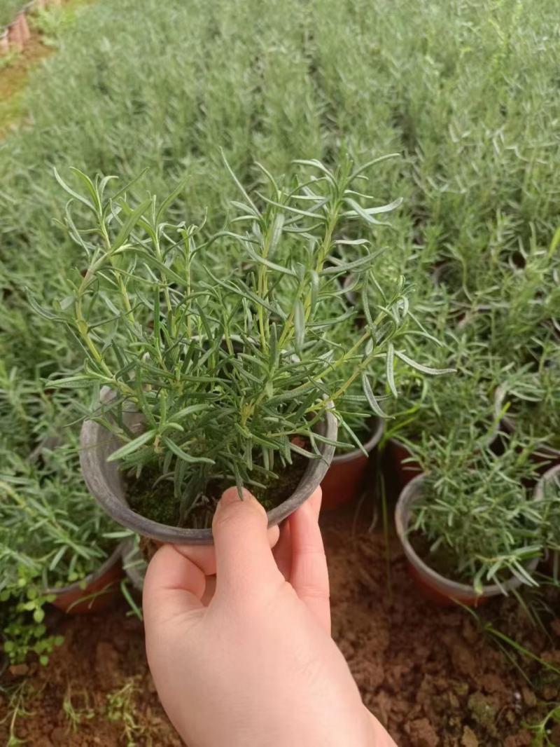 迷迭香绿化专用电商专用靠谱基地基地直发质量保证