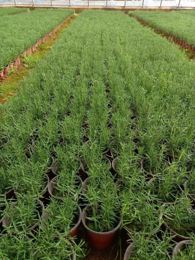 迷迭香绿化专用电商专用靠谱基地基地直发质量保证
