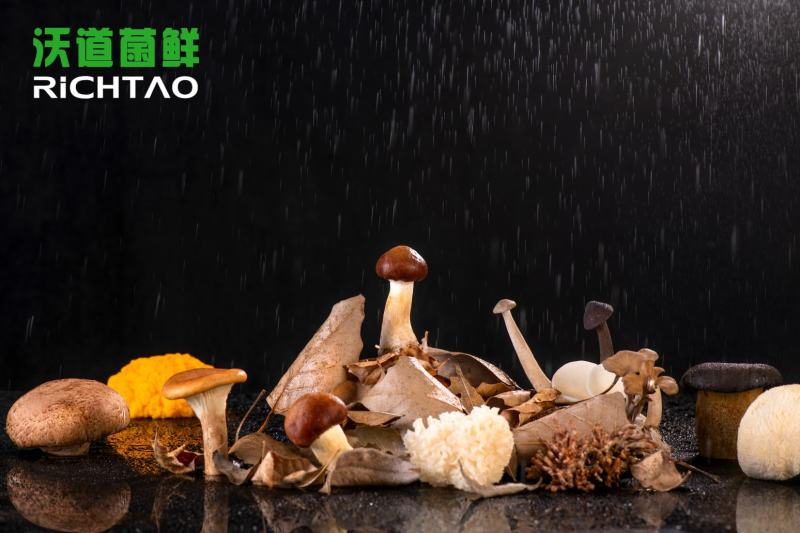 十二菌鲜礼盒过节送礼问候佳品新鲜菌菇送礼必备