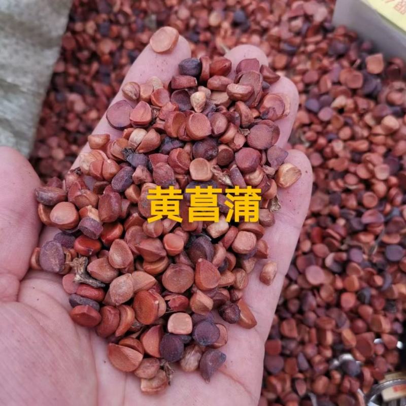 黄花鸢尾种子新采黄菖蒲种子花卉种子水生黄菖蒲种子欢迎来电
