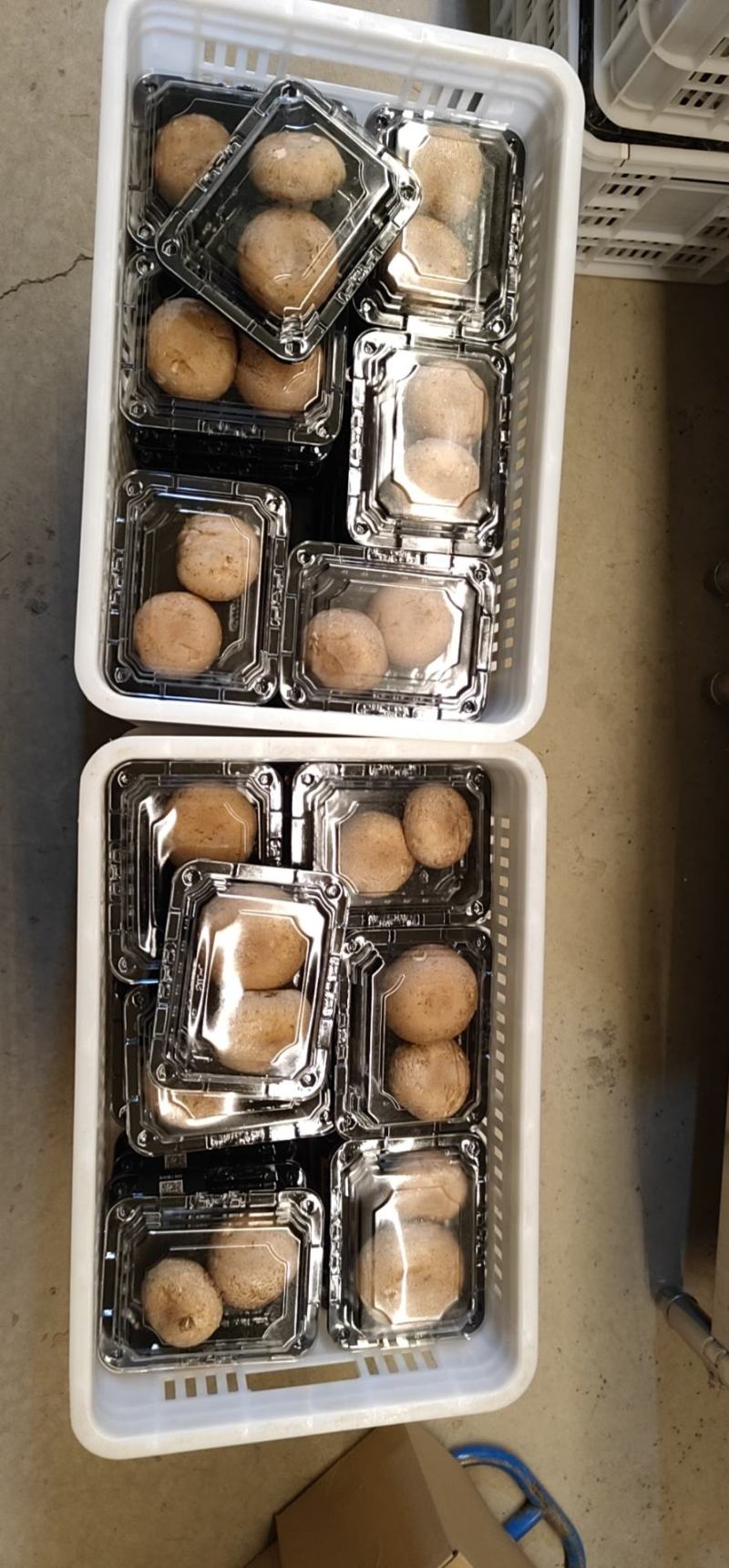 十二菌鲜礼盒过节送礼问候佳品新鲜菌菇送礼必备