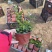花叶络石绿化专用基地直发质量保证