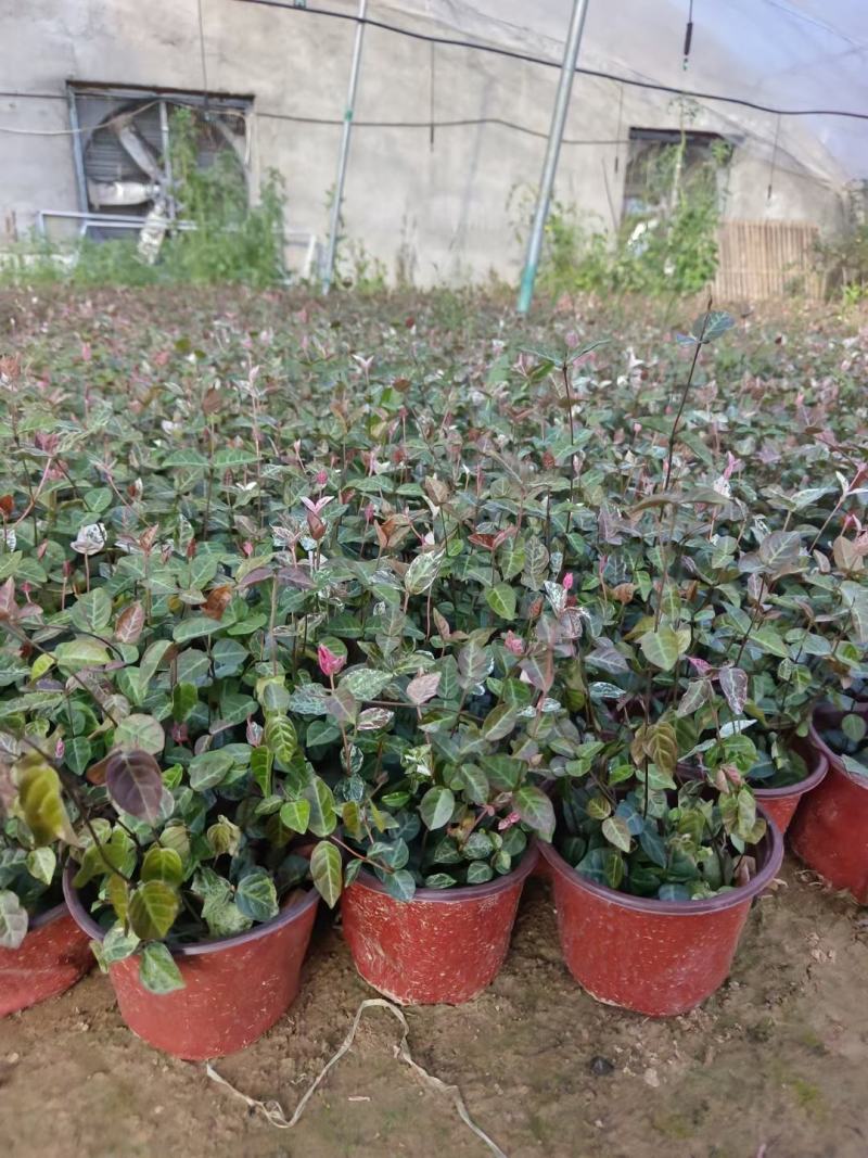 花叶络石绿化专用基地直发质量保证