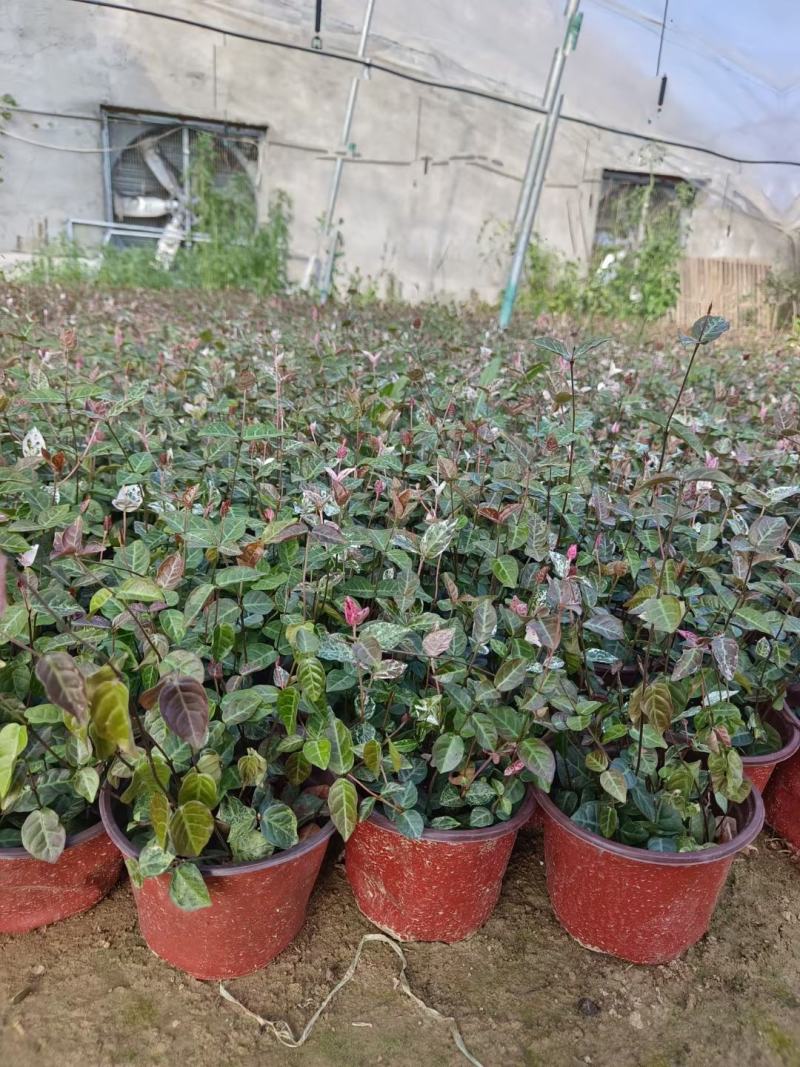 花叶络石绿化专用基地直发质量保证