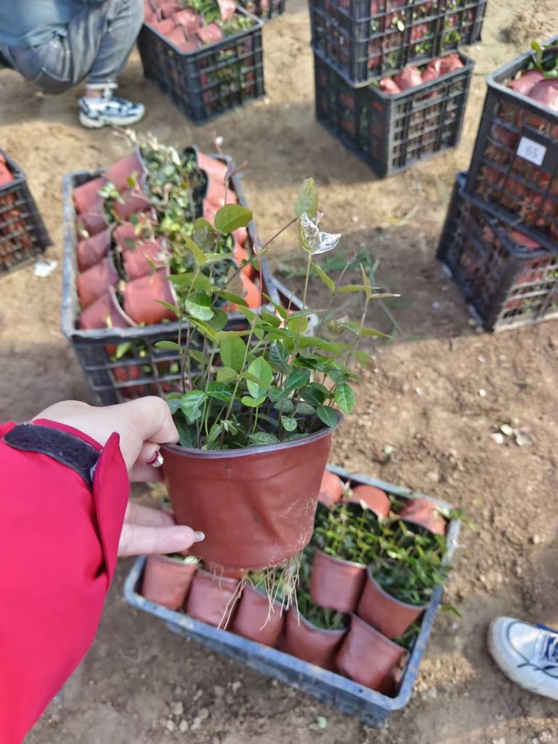 花叶络石绿化专用基地直发质量保证