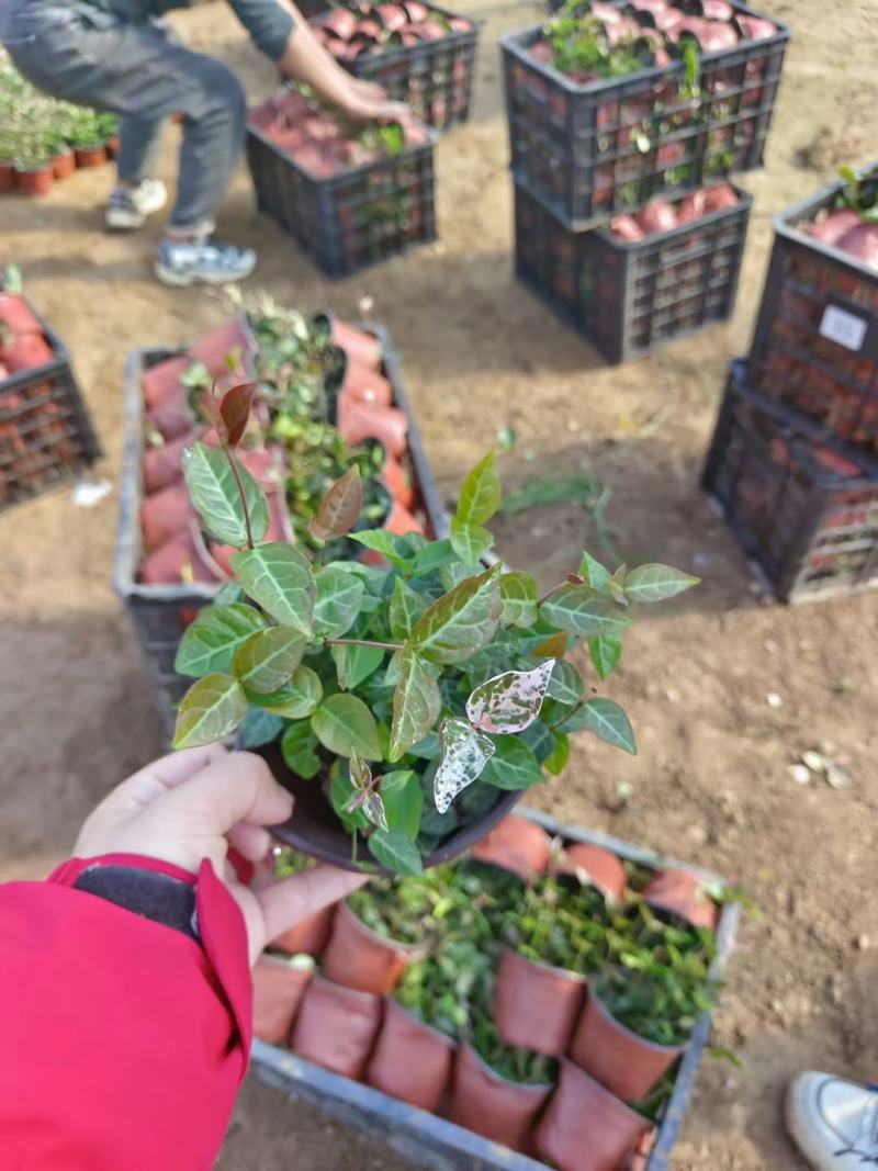 花叶络石绿化专用基地直发质量保证