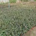 花叶络石绿化专用基地直发质量保证