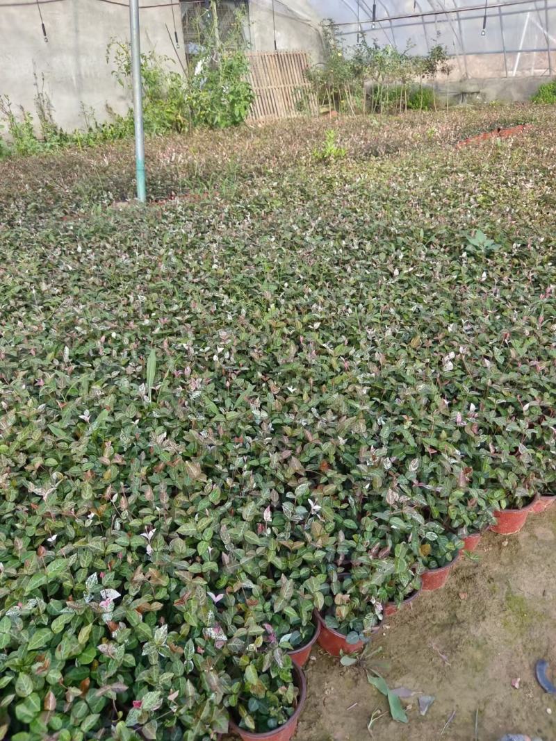 花叶络石绿化专用基地直发质量保证