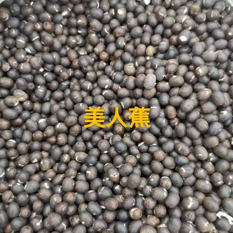 黄花鸢尾种子新采黄菖蒲种子花卉种子水生黄菖蒲种子欢迎来电
