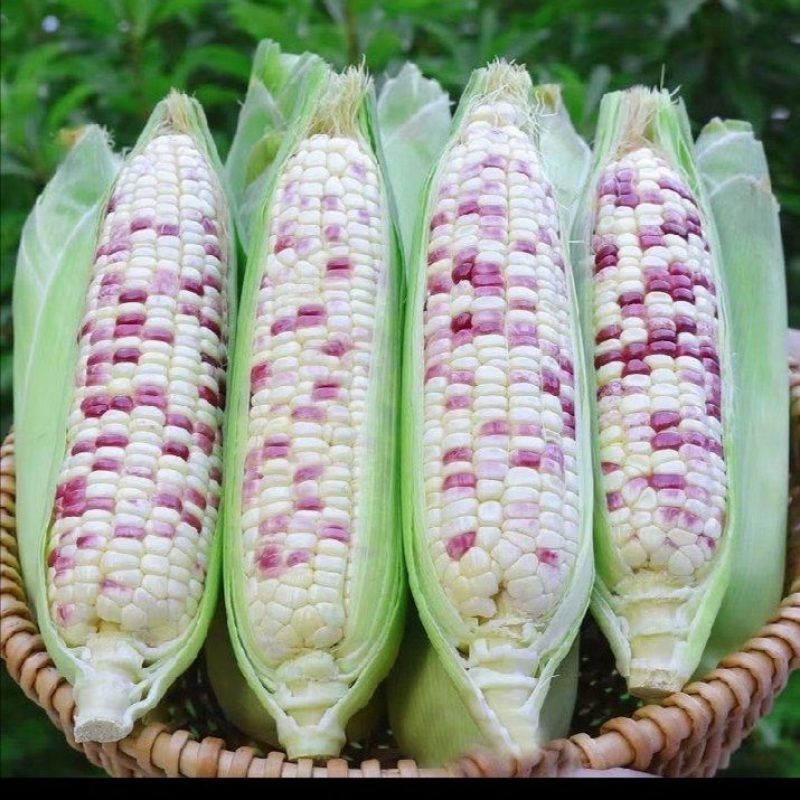 花糯玉米