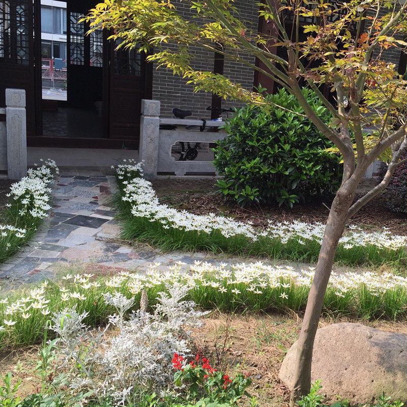 无土中叶麦冬草大量上市湖北襄阳麦冬草基地常年供应保证质量