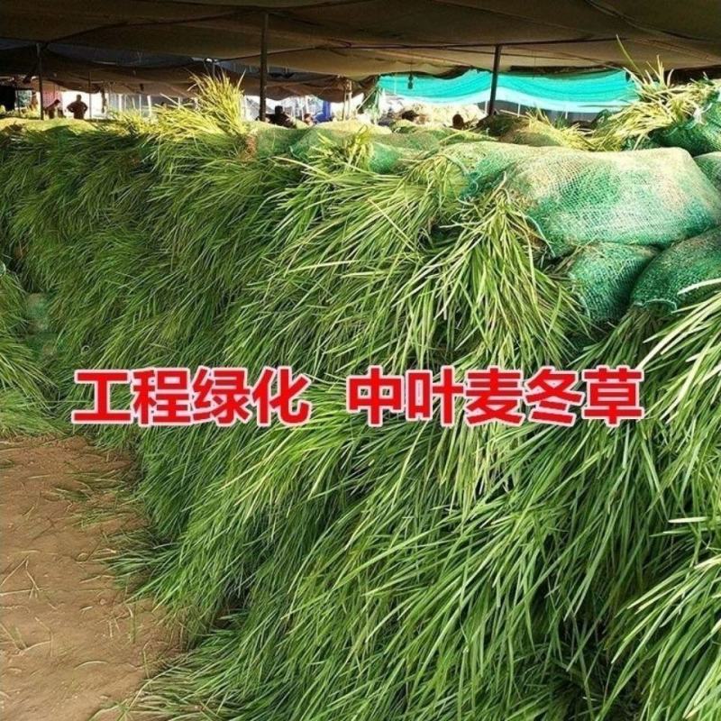 无土中叶麦冬草大量上市湖北襄阳麦冬草基地常年供应保证质量