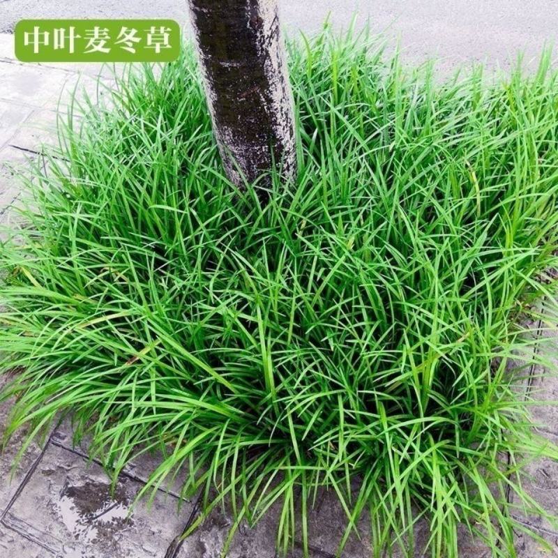 无土中叶麦冬草大量上市湖北襄阳麦冬草基地常年供应保证质量