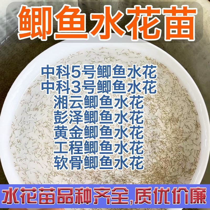 中科5号鲫鱼苗，东北鲫，圆头鲫，工程鲫，彭泽鲫，包邮