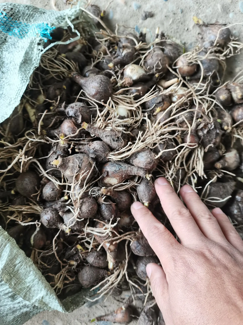 精品石蒜红花草彼岸花种球一手货源保证质量视频看货等您来电